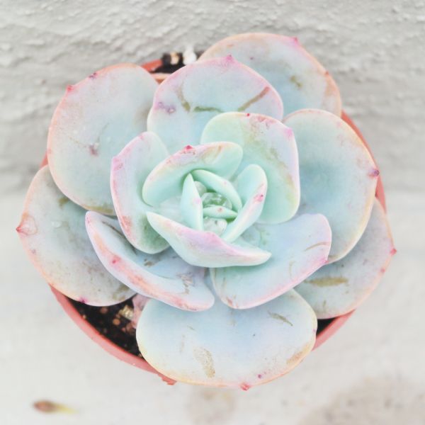 【荳荳多肉】｛白鳳｝◆喬遷◆送禮◆升遷◆多肉植物◆植栽 荳荳多肉官方購物車~一律農場價格!!!!
多肉植物 /手作課程 / 園藝雜貨 /戶外教學 /企業合作 / 贈禮小物/婚禮小物
仙人掌,多肉,植物,送禮,婚禮,DIY,禮物