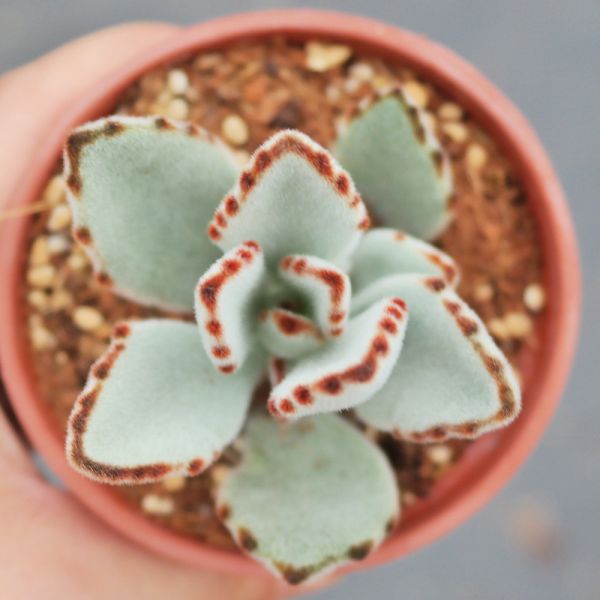 【荳荳多肉】｛月兔｝◆喬遷◆送禮◆升遷◆多肉植物◆植栽 荳荳多肉官方購物車~一律農場價格!!!!
多肉植物 /手作課程 / 園藝雜貨 /戶外教學 /企業合作 / 贈禮小物/婚禮小物
仙人掌,多肉,植物,送禮,婚禮,DIY,禮物