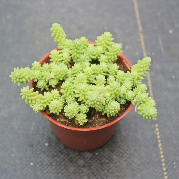 【荳荳多肉】｛大型萬年草｝◆喬遷◆送禮◆升遷◆多肉植物◆植栽 荳荳多肉官方購物車~一律農場價格!!!!
多肉植物 /手作課程 / 園藝雜貨 /戶外教學 /企業合作 / 贈禮小物/婚禮小物
仙人掌,多肉,植物,送禮,婚禮,DIY,禮物