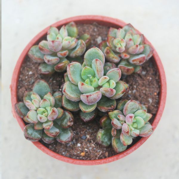 【荳荳多肉】｛紫心｝◆喬遷◆送禮◆升遷◆多肉植物◆植栽 荳荳多肉官方購物車~一律農場價格!!!!
多肉植物 /手作課程 / 園藝雜貨 /戶外教學 /企業合作 / 贈禮小物/婚禮小物
仙人掌,多肉,植物,送禮,婚禮,DIY,禮物