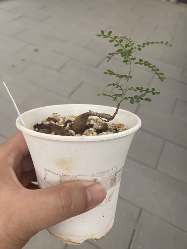 【荳荳多肉】【象足漆樹-根發苗】喬遷｜送禮｜升遷｜多肉植物｜植栽 荳荳多肉官方購物車~一律農場價格!!!!
多肉植物 /手作課程 / 園藝雜貨 /戶外教學 /企業合作 / 贈禮小物/婚禮小物
仙人掌,多肉,植物,送禮,婚禮,DIY,禮物