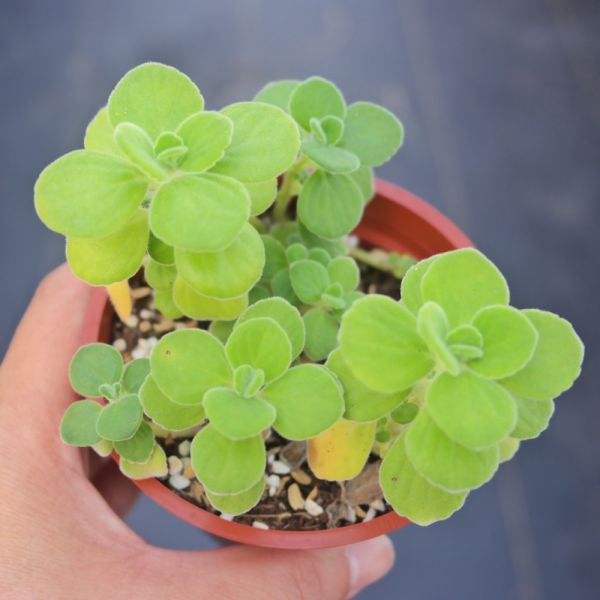 【荳荳多肉】｛小葉印度薄荷｝◆喬遷◆送禮◆升遷◆多肉植物◆植栽 荳荳多肉官方購物車~一律農場價格!!!!
多肉植物 /手作課程 / 園藝雜貨 /戶外教學 /企業合作 / 贈禮小物/婚禮小物
仙人掌,多肉,植物,送禮,婚禮,DIY,禮物