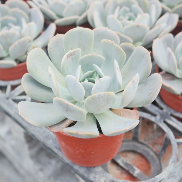 【荳荳多肉】｛玉蝶｝◆喬遷◆送禮◆升遷◆多肉植物◆植栽 荳荳多肉官方購物車~一律農場價格!!!!
多肉植物 /手作課程 / 園藝雜貨 /戶外教學 /企業合作 / 贈禮小物/婚禮小物
仙人掌,多肉,植物,送禮,婚禮,DIY,禮物