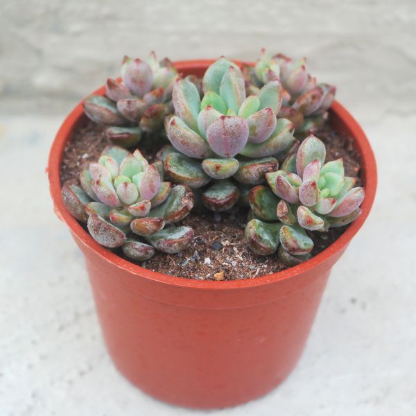 【荳荳多肉】｛紫心｝◆喬遷◆送禮◆升遷◆多肉植物◆植栽 荳荳多肉官方購物車~一律農場價格!!!!
多肉植物 /手作課程 / 園藝雜貨 /戶外教學 /企業合作 / 贈禮小物/婚禮小物
仙人掌,多肉,植物,送禮,婚禮,DIY,禮物