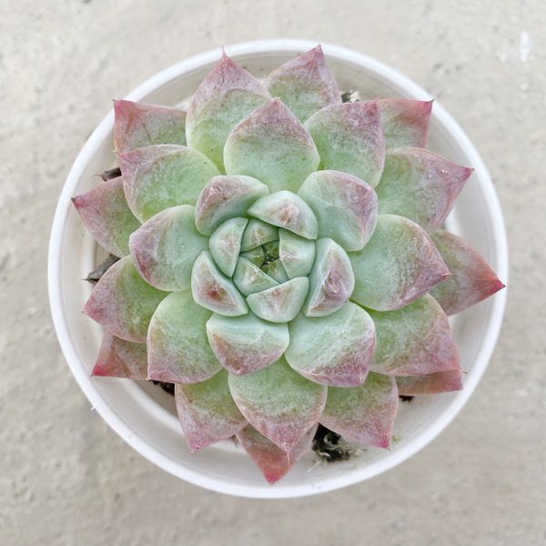 【荳荳多肉】｛戈賓｝◆喬遷◆送禮◆升遷◆多肉植物◆植栽 荳荳多肉官方購物車~一律農場價格!!!!
多肉植物 /手作課程 / 園藝雜貨 /戶外教學 /企業合作 / 贈禮小物/婚禮小物
仙人掌,多肉,植物,送禮,婚禮,DIY,禮物