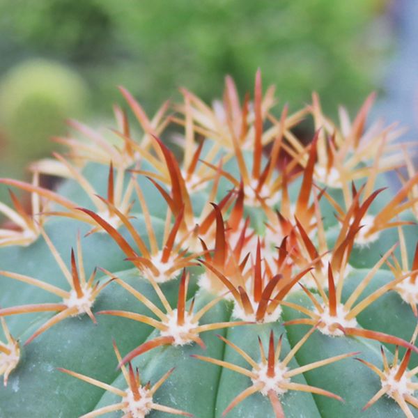 【荳荳多肉】｛圓錐花座球｝◆喬遷◆送禮◆升遷◆多肉植物◆植栽 荳荳多肉,農場價格,多肉植物輕鬆購買,園藝材料,仙人掌,多肉植物手作農場