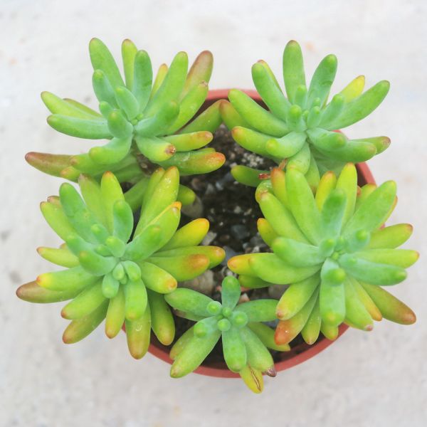 【荳荳多肉】｛戀心｝◆喬遷◆送禮◆升遷◆多肉植物◆植栽 荳荳多肉官方購物車~一律農場價格!!!!
多肉植物 /手作課程 / 園藝雜貨 /戶外教學 /企業合作 / 贈禮小物/婚禮小物
仙人掌,多肉,植物,送禮,婚禮,DIY,禮物
