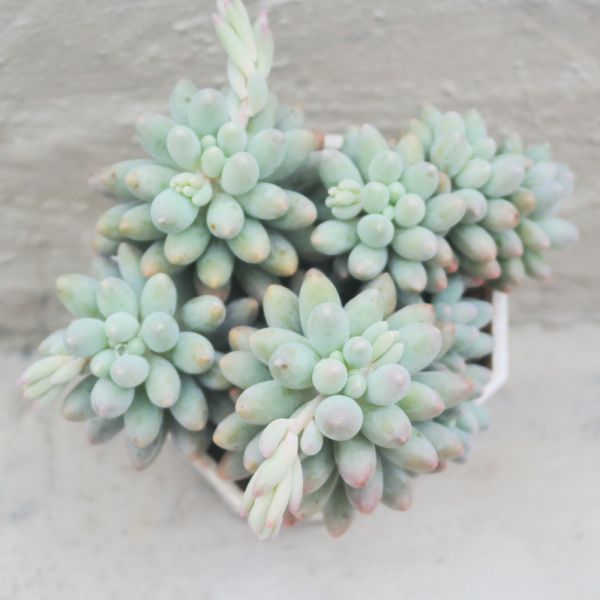 【荳荳多肉】｛嬰兒手指｝◆喬遷◆送禮◆升遷◆多肉植物◆植栽 荳荳多肉官方購物車~一律農場價格!!!!
多肉植物 /手作課程 / 園藝雜貨 /戶外教學 /企業合作 / 贈禮小物/婚禮小物
仙人掌,多肉,植物,送禮,婚禮,DIY,禮物