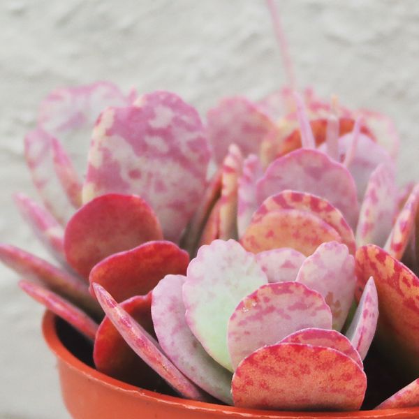 【荳荳多肉】｛粉紅豹｝◆喬遷◆送禮◆升遷◆多肉植物◆植栽 荳荳多肉官方購物車~一律農場價格!!!!
多肉植物 /手作課程 / 園藝雜貨 /戶外教學 /企業合作 / 贈禮小物/婚禮小物
仙人掌,多肉,植物,送禮,婚禮,DIY,禮物