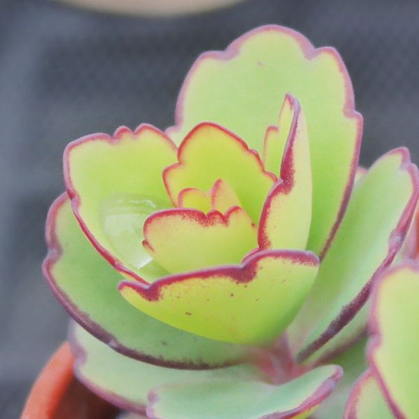 【荳荳多肉】｛翩蝶之舞｝◆喬遷◆送禮◆升遷◆多肉植物◆植栽 荳荳多肉官方購物車~一律農場價格!!!!
多肉植物 /手作課程 / 園藝雜貨 /戶外教學 /企業合作 / 贈禮小物/婚禮小物
仙人掌,多肉,植物,送禮,婚禮,DIY,禮物