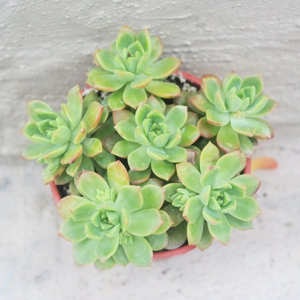 【荳荳多肉】｛馬庫斯｝◆喬遷◆送禮◆升遷◆多肉植物◆植栽 荳荳多肉官方購物車~一律農場價格!!!!
多肉植物 /手作課程 / 園藝雜貨 /戶外教學 /企業合作 / 贈禮小物/婚禮小物
仙人掌,多肉,植物,送禮,婚禮,DIY,禮物