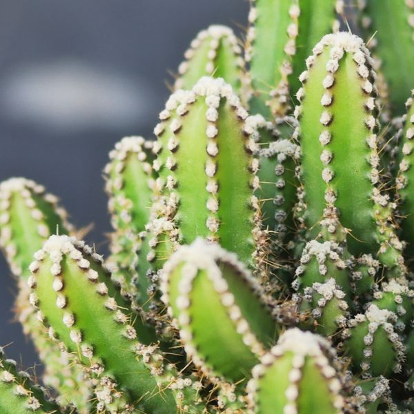 【荳荳多肉】｛神仙堡｝◆喬遷◆送禮◆升遷◆多肉植物◆植栽 荳荳多肉官方購物車~一律農場價格!!!!
多肉植物 /手作課程 / 園藝雜貨 /戶外教學 /企業合作 / 贈禮小物/婚禮小物
仙人掌,多肉,植物,送禮,婚禮,DIY,禮物