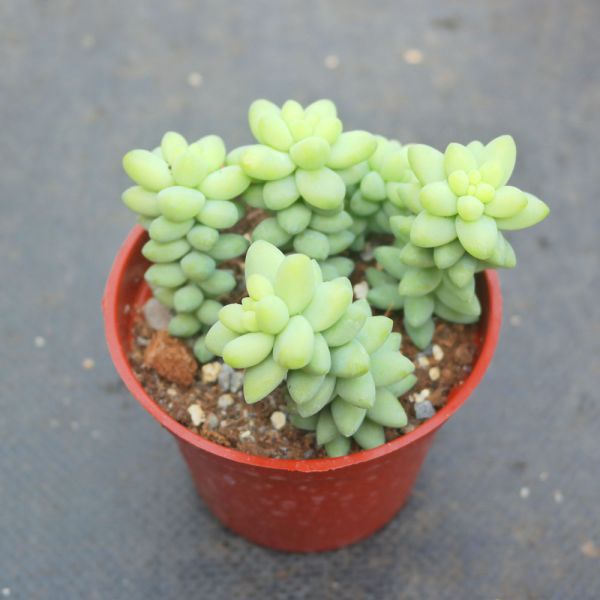【荳荳多肉】｛新玉綴｝◆喬遷◆送禮◆升遷◆多肉植物◆植栽 荳荳多肉官方購物車~一律農場價格!!!!
多肉植物 /手作課程 / 園藝雜貨 /戶外教學 /企業合作 / 贈禮小物/婚禮小物
仙人掌,多肉,植物,送禮,婚禮,DIY,禮物