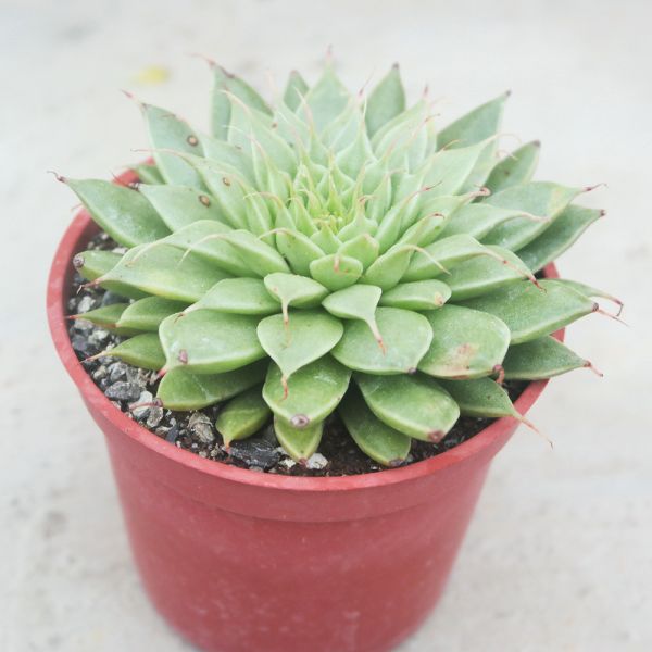 【荳荳多肉】｛銀星｝◆喬遷◆送禮◆升遷◆多肉植物◆植栽 荳荳多肉官方購物車~一律農場價格!!!!
多肉植物 /手作課程 / 園藝雜貨 /戶外教學 /企業合作 / 贈禮小物/婚禮小物
仙人掌,多肉,植物,送禮,婚禮,DIY,禮物