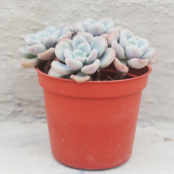 【荳荳多肉】｛奶油派｝◆喬遷◆送禮◆升遷◆多肉植物◆植栽 荳荳多肉官方購物車~一律農場價格!!!!
多肉植物 /手作課程 / 園藝雜貨 /戶外教學 /企業合作 / 贈禮小物/婚禮小物
仙人掌,多肉,植物,送禮,婚禮,DIY,禮物