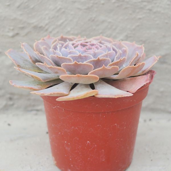 【荳荳多肉】｛紫蝶｝◆喬遷◆送禮◆升遷◆多肉植物◆植栽 荳荳多肉官方購物車~一律農場價格!!!!
多肉植物 /手作課程 / 園藝雜貨 /戶外教學 /企業合作 / 贈禮小物/婚禮小物
仙人掌,多肉,植物,送禮,婚禮,DIY,禮物