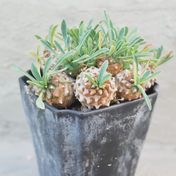 【荳荳多肉】｛峨嵋山老欉˙｝◆喬遷◆送禮◆升遷◆多肉植物◆植栽 荳荳多肉官方購物車~一律農場價格!!!!
多肉植物 /手作課程 / 園藝雜貨 /戶外教學 /企業合作 / 贈禮小物/婚禮小物
仙人掌,多肉,植物,送禮,婚禮,DIY,禮物