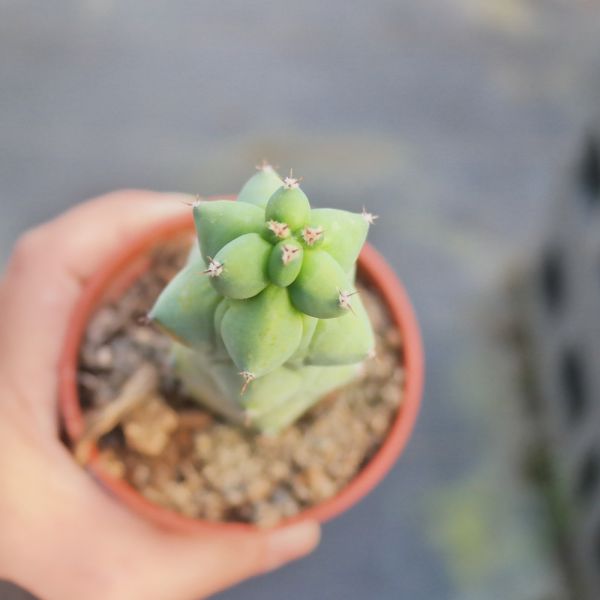 【荳荳多肉】｛玉乳柱｝◆喬遷◆送禮◆升遷◆多肉植物◆植栽 荳荳多肉,農場價格,多肉植物輕鬆購買,園藝材料,仙人掌,多肉植物手作農場