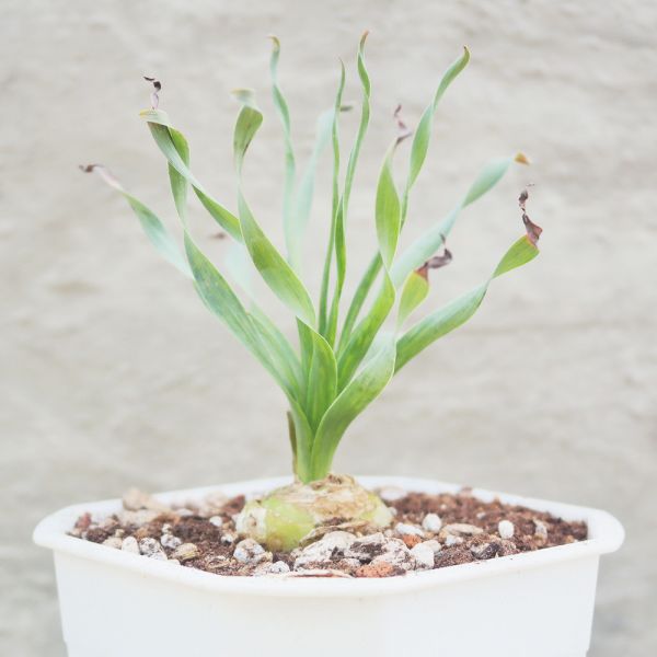 【荳荳多肉】｛寬葉彈簧草(夏天沒葉子)｝◆喬遷◆送禮◆升遷◆多肉植物◆植栽 荳荳多肉官方購物車~一律農場價格!!!!
多肉植物 /手作課程 / 園藝雜貨 /戶外教學 /企業合作 / 贈禮小物/婚禮小物
仙人掌,多肉,植物,送禮,婚禮,DIY,禮物
