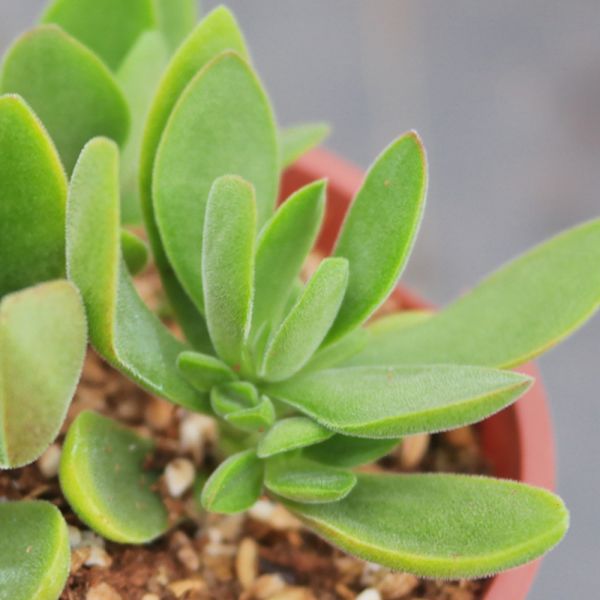 【荳荳多肉】｛小圓刀｝◆喬遷◆送禮◆升遷◆多肉植物◆植栽 荳荳多肉官方購物車~一律農場價格!!!!
多肉植物 /手作課程 / 園藝雜貨 /戶外教學 /企業合作 / 贈禮小物/婚禮小物
仙人掌,多肉,植物,送禮,婚禮,DIY,禮物