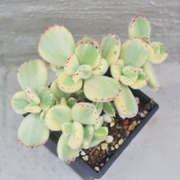 【荳荳多肉】｛白熊｝喬遷｜送禮｜升遷｜多肉植物｜植栽 荳荳多肉官方購物車~一律農場價格!!!!
多肉植物 /手作課程 / 園藝雜貨 /戶外教學 /企業合作 / 贈禮小物/婚禮小物
仙人掌,多肉,植物,送禮,婚禮,DIY,禮物