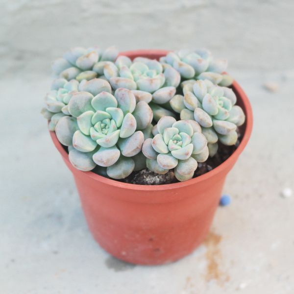 【荳荳多肉】｛小叮噹｝◆喬遷◆送禮◆升遷◆多肉植物◆植栽 荳荳多肉官方購物車~一律農場價格!!!!
多肉植物 /手作課程 / 園藝雜貨 /戶外教學 /企業合作 / 贈禮小物/婚禮小物
仙人掌,多肉,植物,送禮,婚禮,DIY,禮物