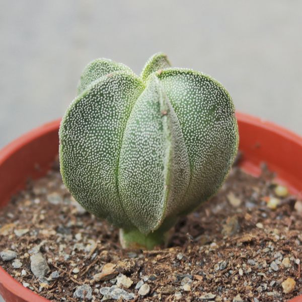 【荳荳多肉】｛鸞鳳玉｝◆喬遷◆送禮◆升遷◆多肉植物◆植栽 荳荳多肉,農場價格,多肉植物輕鬆購買,園藝材料,仙人掌,多肉植物手作農場