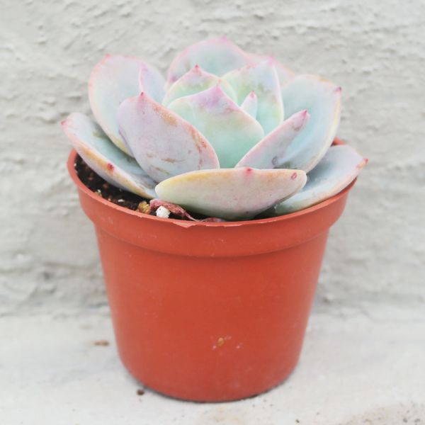 【荳荳多肉】｛白鳳｝◆喬遷◆送禮◆升遷◆多肉植物◆植栽 荳荳多肉官方購物車~一律農場價格!!!!
多肉植物 /手作課程 / 園藝雜貨 /戶外教學 /企業合作 / 贈禮小物/婚禮小物
仙人掌,多肉,植物,送禮,婚禮,DIY,禮物