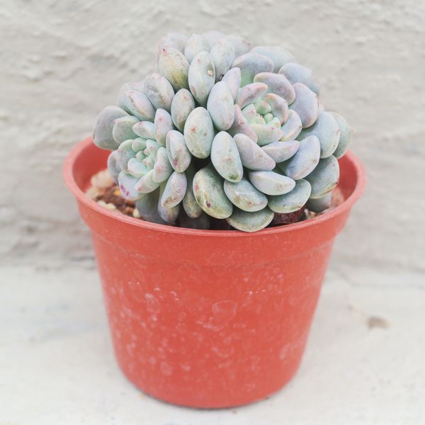 【荳荳多肉】｛小叮噹｝◆喬遷◆送禮◆升遷◆多肉植物◆植栽 荳荳多肉官方購物車~一律農場價格!!!!
多肉植物 /手作課程 / 園藝雜貨 /戶外教學 /企業合作 / 贈禮小物/婚禮小物
仙人掌,多肉,植物,送禮,婚禮,DIY,禮物