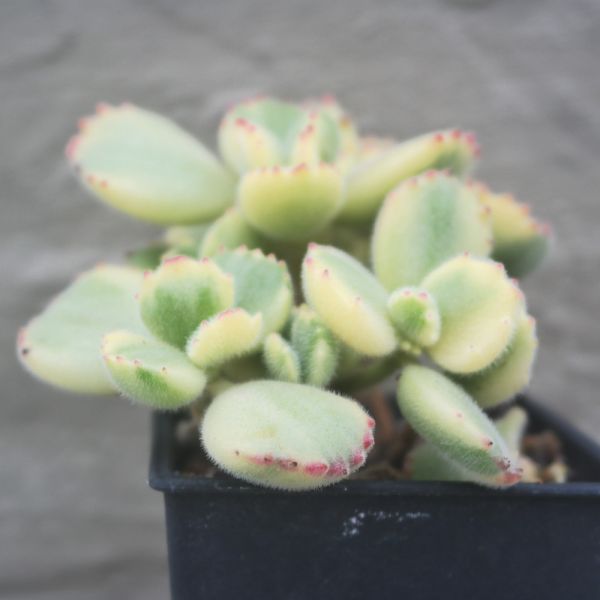 【荳荳多肉】｛白熊｝喬遷｜送禮｜升遷｜多肉植物｜植栽 荳荳多肉官方購物車~一律農場價格!!!!
多肉植物 /手作課程 / 園藝雜貨 /戶外教學 /企業合作 / 贈禮小物/婚禮小物
仙人掌,多肉,植物,送禮,婚禮,DIY,禮物