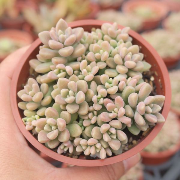 【荳荳多肉】｛姬秋麗｝◆喬遷◆送禮◆升遷◆多肉植物◆植栽 荳荳多肉官方購物車~一律農場價格!!!!
多肉植物 /手作課程 / 園藝雜貨 /戶外教學 /企業合作 / 贈禮小物/婚禮小物
仙人掌,多肉,植物,送禮,婚禮,DIY,禮物