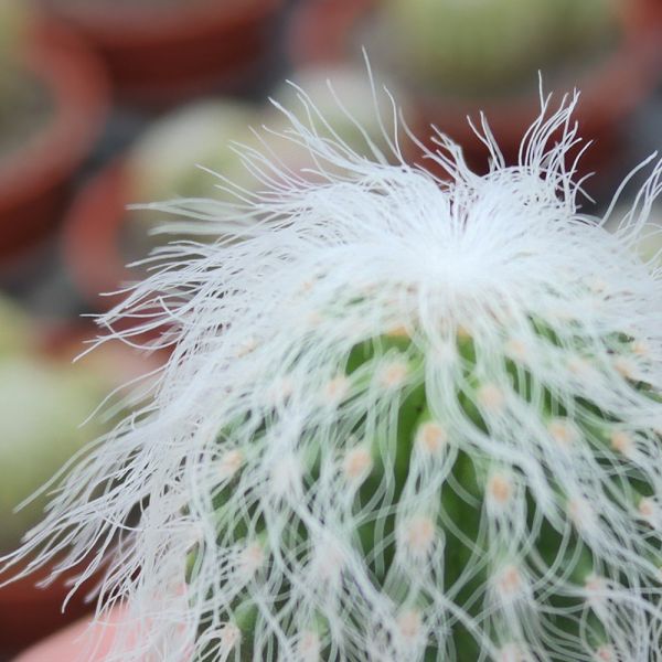 【荳荳多肉】｛翁丸｝◆喬遷◆送禮◆升遷◆多肉植物◆植栽 荳荳多肉官方購物車~一律農場價格!!!!
多肉植物 /手作課程 / 園藝雜貨 /戶外教學 /企業合作 / 贈禮小物/婚禮小物
仙人掌,多肉,植物,送禮,婚禮,DIY,禮物