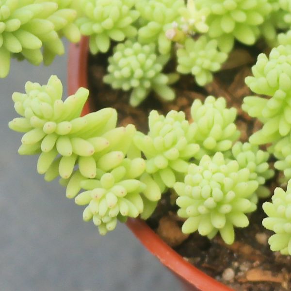 【荳荳多肉】｛大型萬年草｝◆喬遷◆送禮◆升遷◆多肉植物◆植栽 荳荳多肉官方購物車~一律農場價格!!!!
多肉植物 /手作課程 / 園藝雜貨 /戶外教學 /企業合作 / 贈禮小物/婚禮小物
仙人掌,多肉,植物,送禮,婚禮,DIY,禮物