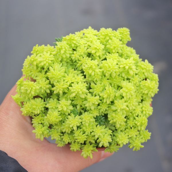 【荳荳多肉】｛黃金萬年草｝◆喬遷◆送禮◆升遷◆多肉植物◆植栽 荳荳多肉官方購物車~一律農場價格!!!!
多肉植物 /手作課程 / 園藝雜貨 /戶外教學 /企業合作 / 贈禮小物/婚禮小物
仙人掌,多肉,植物,送禮,婚禮,DIY,禮物