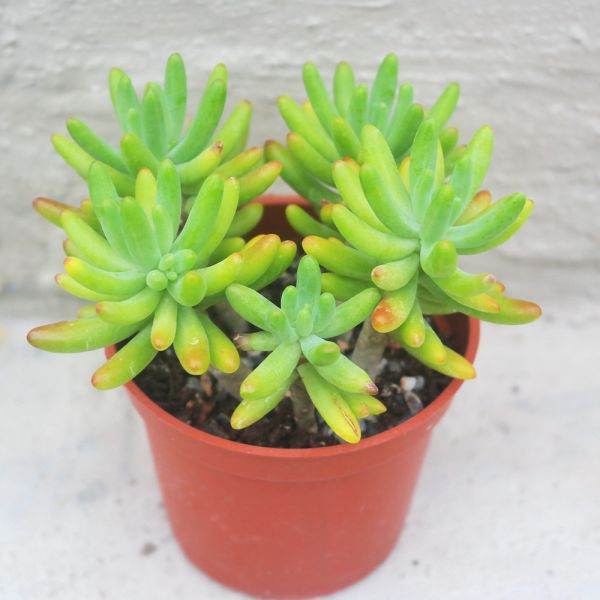【荳荳多肉】｛戀心｝◆喬遷◆送禮◆升遷◆多肉植物◆植栽 荳荳多肉官方購物車~一律農場價格!!!!
多肉植物 /手作課程 / 園藝雜貨 /戶外教學 /企業合作 / 贈禮小物/婚禮小物
仙人掌,多肉,植物,送禮,婚禮,DIY,禮物