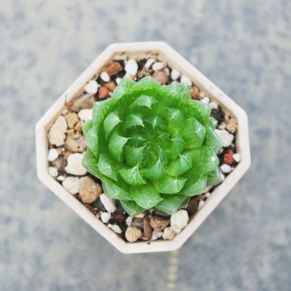 【荳荳多肉】｛櫻水晶｝◆喬遷◆送禮◆升遷◆多肉植物◆植栽 荳荳多肉官方購物車~一律農場價格!!!!
多肉植物 /手作課程 / 園藝雜貨 /戶外教學 /企業合作 / 贈禮小物/婚禮小物
仙人掌,多肉,植物,送禮,婚禮,DIY,禮物