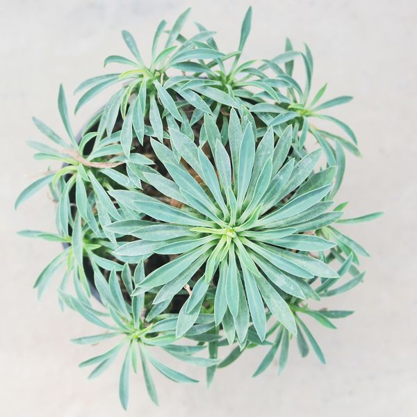 【荳荳多肉】｛怪魔玉｝◆喬遷◆送禮◆升遷◆多肉植物◆植栽 荳荳多肉官方購物車~一律農場價格!!!!
多肉植物 /手作課程 / 園藝雜貨 /戶外教學 /企業合作 / 贈禮小物/婚禮小物
仙人掌,多肉,植物,送禮,婚禮,DIY,禮物
