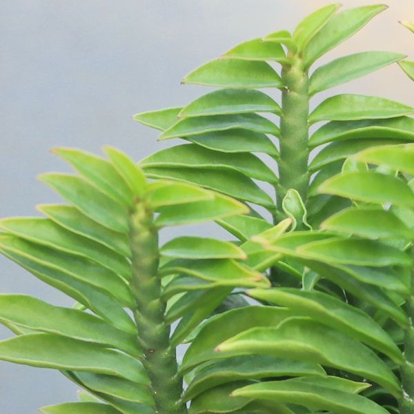 【荳荳多肉】｛蜈蚣草｝◆喬遷◆送禮◆升遷◆多肉植物◆植栽 荳荳多肉官方購物車~一律農場價格!!!!
多肉植物 /手作課程 / 園藝雜貨 /戶外教學 /企業合作 / 贈禮小物/婚禮小物
仙人掌,多肉,植物,送禮,婚禮,DIY,禮物