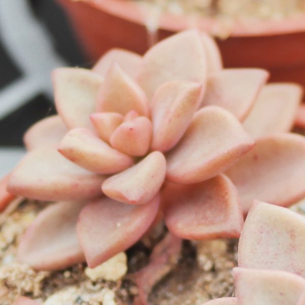 【荳荳多肉】｛姬朧月｝◆喬遷◆送禮◆升遷◆多肉植物◆植栽 荳荳多肉官方購物車~一律農場價格!!!!
多肉植物 /手作課程 / 園藝雜貨 /戶外教學 /企業合作 / 贈禮小物/婚禮小物
仙人掌,多肉,植物,送禮,婚禮,DIY,禮物