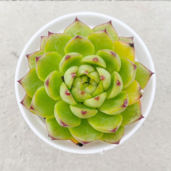 【荳荳多肉】｛月亮石｝◆喬遷◆送禮◆升遷◆多肉植物◆植栽 荳荳多肉官方購物車~一律農場價格!!!!
多肉植物 /手作課程 / 園藝雜貨 /戶外教學 /企業合作 / 贈禮小物/婚禮小物
仙人掌,多肉,植物,送禮,婚禮,DIY,禮物