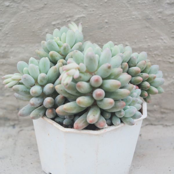 【荳荳多肉】｛嬰兒手指｝◆喬遷◆送禮◆升遷◆多肉植物◆植栽 荳荳多肉官方購物車~一律農場價格!!!!
多肉植物 /手作課程 / 園藝雜貨 /戶外教學 /企業合作 / 贈禮小物/婚禮小物
仙人掌,多肉,植物,送禮,婚禮,DIY,禮物