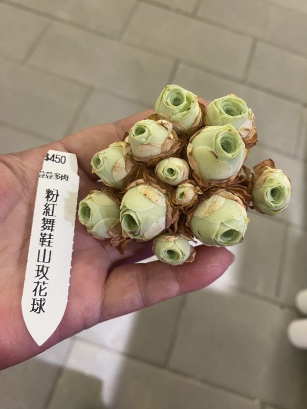 【荳荳多肉】【粉紅舞鞋山玫花球】隨機出貨 荳荳多肉官方購物車~一律農場價格!!!!
多肉植物 /手作課程 / 園藝雜貨 /戶外教學 /企業合作 / 贈禮小物/婚禮小物
仙人掌,多肉,植物,送禮,婚禮,DIY,禮物