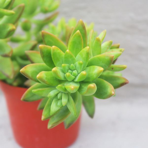 【荳荳多肉】｛原種銘月｝◆喬遷◆送禮◆升遷◆多肉植物◆植栽 荳荳多肉官方購物車~一律農場價格!!!!
多肉植物 /手作課程 / 園藝雜貨 /戶外教學 /企業合作 / 贈禮小物/婚禮小物
仙人掌,多肉,植物,送禮,婚禮,DIY,禮物