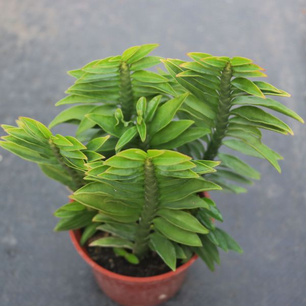 【荳荳多肉】｛蜈蚣草｝◆喬遷◆送禮◆升遷◆多肉植物◆植栽 荳荳多肉官方購物車~一律農場價格!!!!
多肉植物 /手作課程 / 園藝雜貨 /戶外教學 /企業合作 / 贈禮小物/婚禮小物
仙人掌,多肉,植物,送禮,婚禮,DIY,禮物