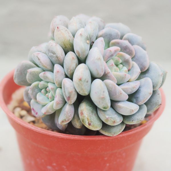 【荳荳多肉】｛小叮噹｝◆喬遷◆送禮◆升遷◆多肉植物◆植栽 荳荳多肉官方購物車~一律農場價格!!!!
多肉植物 /手作課程 / 園藝雜貨 /戶外教學 /企業合作 / 贈禮小物/婚禮小物
仙人掌,多肉,植物,送禮,婚禮,DIY,禮物