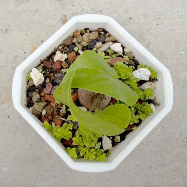 【荳荳多肉】｛南非龜甲龍｝喬遷｜送禮｜升遷｜多肉植物｜植栽 荳荳多肉官方購物車~一律農場價格!!!!
多肉植物 /手作課程 / 園藝雜貨 /戶外教學 /企業合作 / 贈禮小物/婚禮小物
仙人掌,多肉,植物,送禮,婚禮,DIY,禮物