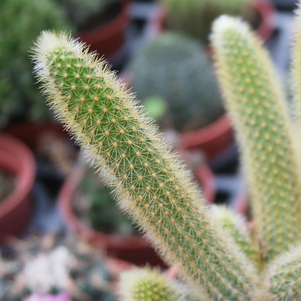 【荳荳多肉】｛金鈕｝◆喬遷◆送禮◆升遷◆多肉植物◆植栽 荳荳多肉,農場價格,多肉植物輕鬆購買,園藝材料,仙人掌,多肉植物手作農場