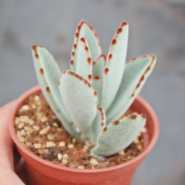 【荳荳多肉】｛月兔｝◆喬遷◆送禮◆升遷◆多肉植物◆植栽 荳荳多肉官方購物車~一律農場價格!!!!
多肉植物 /手作課程 / 園藝雜貨 /戶外教學 /企業合作 / 贈禮小物/婚禮小物
仙人掌,多肉,植物,送禮,婚禮,DIY,禮物