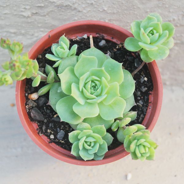 【荳荳多肉】【硬玉】喬遷｜送禮｜升遷｜多肉植物｜植栽 荳荳多肉官方購物車~一律農場價格!!!!
多肉植物 /手作課程 / 園藝雜貨 /戶外教學 /企業合作 / 贈禮小物/婚禮小物
仙人掌,多肉,植物,送禮,婚禮,DIY,禮物