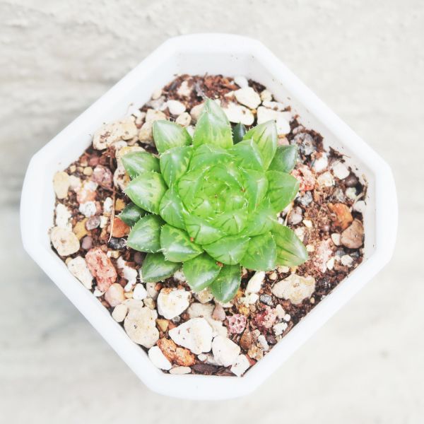 【荳荳多肉】｛翠雲｝◆喬遷◆送禮◆升遷◆多肉植物◆植栽 荳荳多肉官方購物車~一律農場價格!!!!
多肉植物 /手作課程 / 園藝雜貨 /戶外教學 /企業合作 / 贈禮小物/婚禮小物
仙人掌,多肉,植物,送禮,婚禮,DIY,禮物
